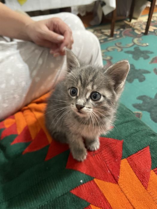 Отдам даром котенка мальчика