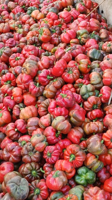 Vând gogoșar bihar