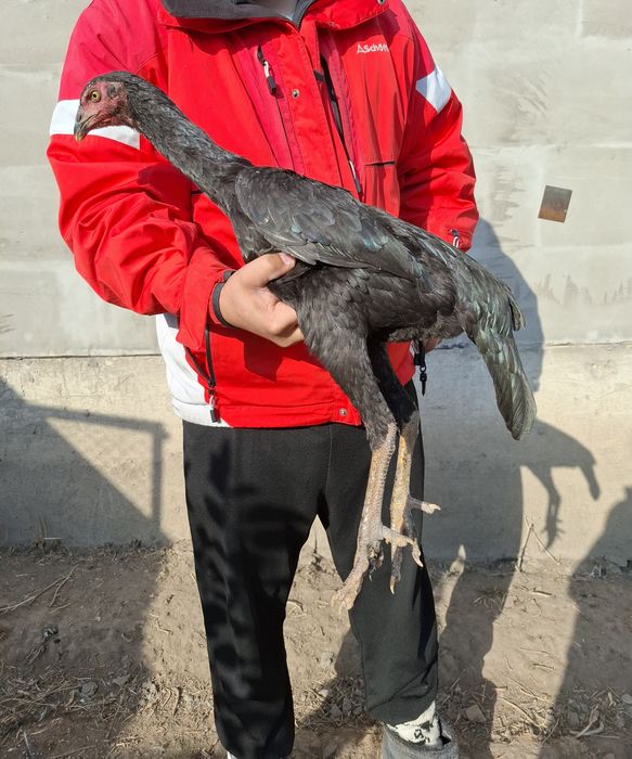 Курица дакан бойцовые