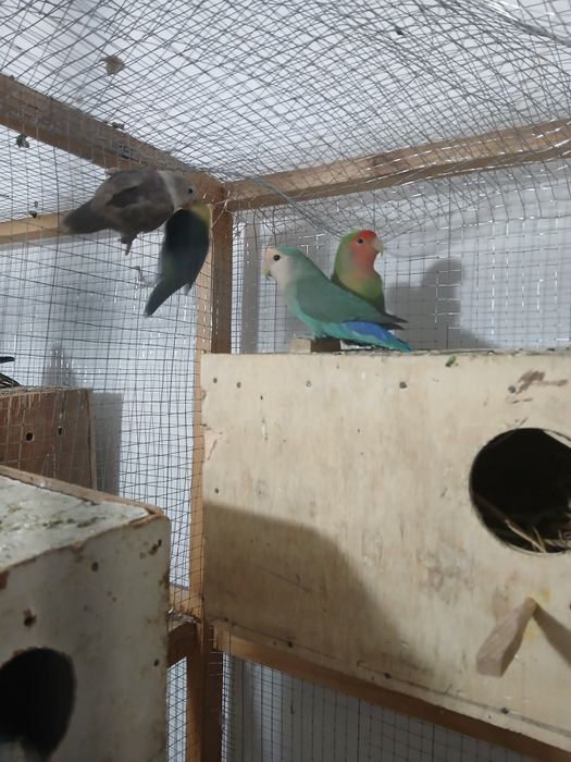 Nerazluchkalar sotiladi soglom tayyor paralar parasi 350 ming 450 ming