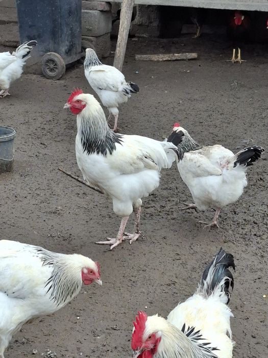 Cocosi susex si italieni culoarea potârnichie