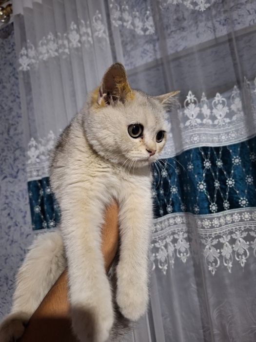 Shinshila qizbola 6 oylik pasportlari bor