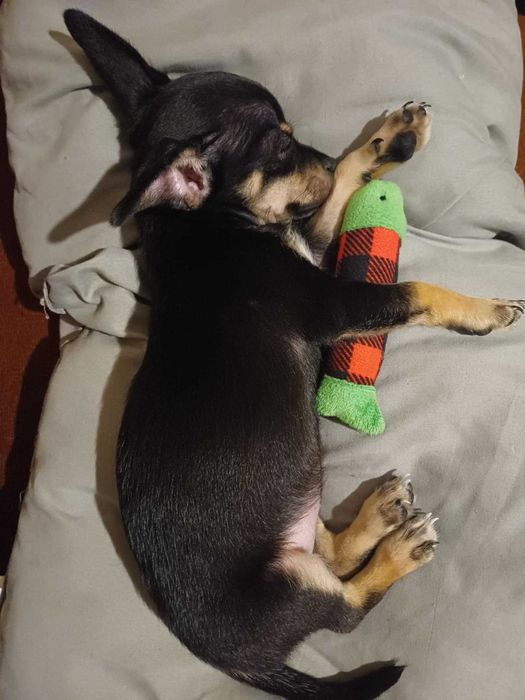 Женски мини чихопинчер