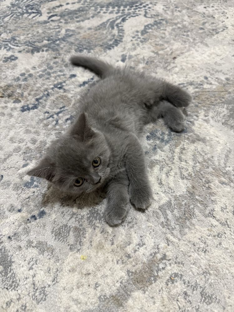 Породистые кошки