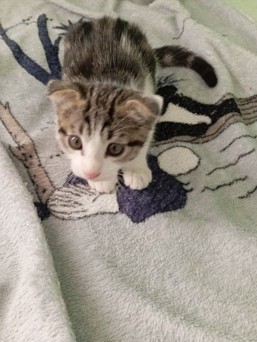 Вислоухий котëнок