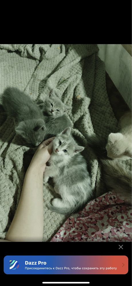 Кошка и её котята БЕСПЛАТНО