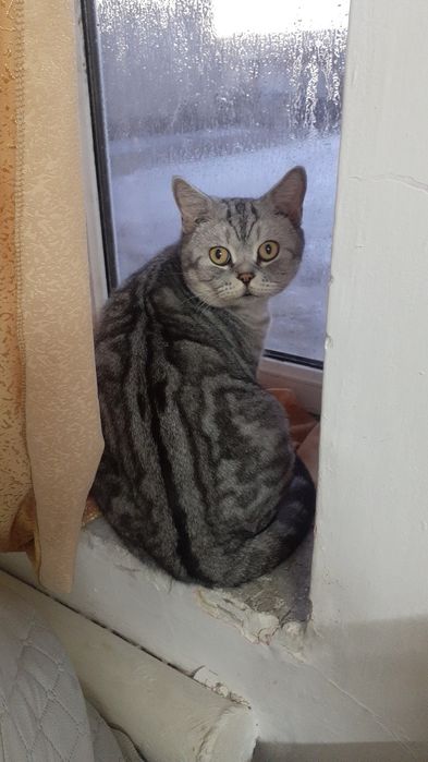 Продам Котика Породистого Красивого