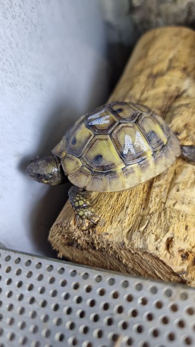 Țestoasă Testudo Hermanni