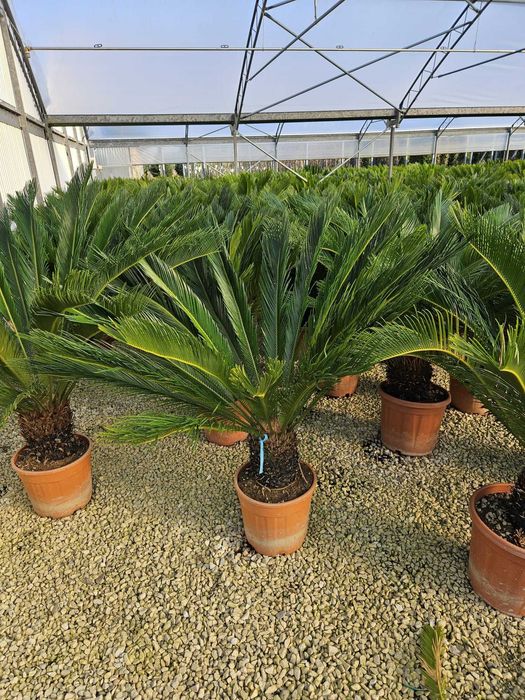 Plante ornamentale rafinate potrivite pentru iubitorii de natură