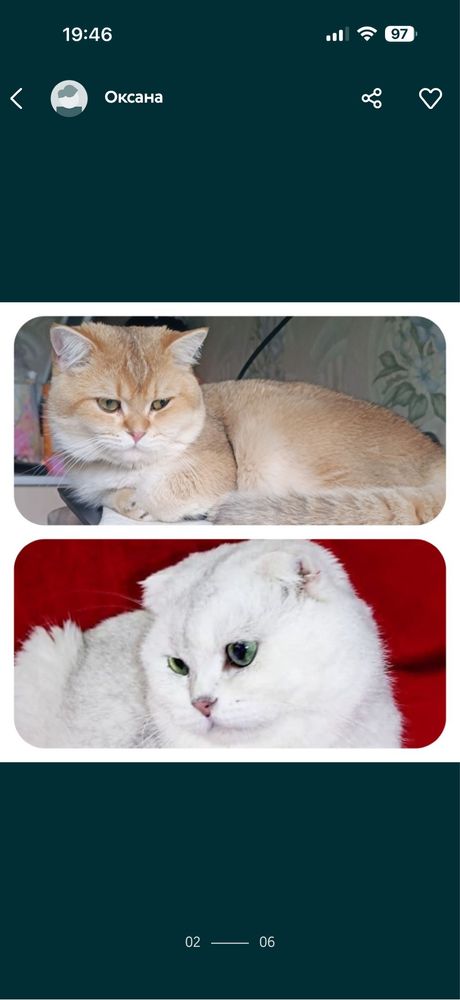 Вязка кот Мираж британец шиншилла