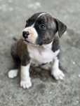 pui american staffordshirr terrier ( amstaff)