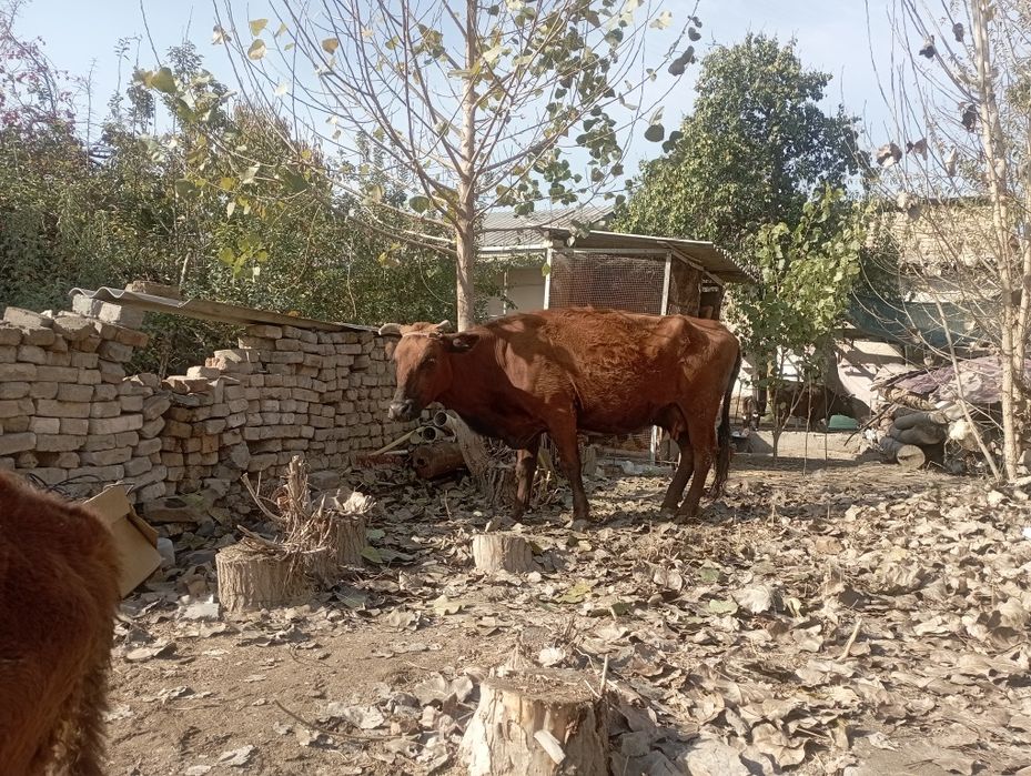 Ona bola sigir sotiladi