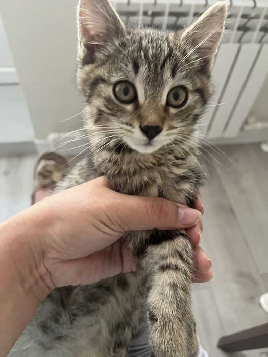 Котенок в добрые руки