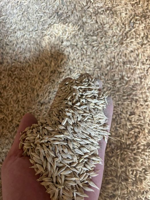 Ячмень , Арпа. Сатылады