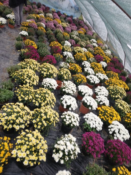 Crizanteme livrez baia mare