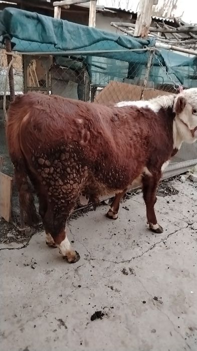 Grenfo'rd buqa sotiladi