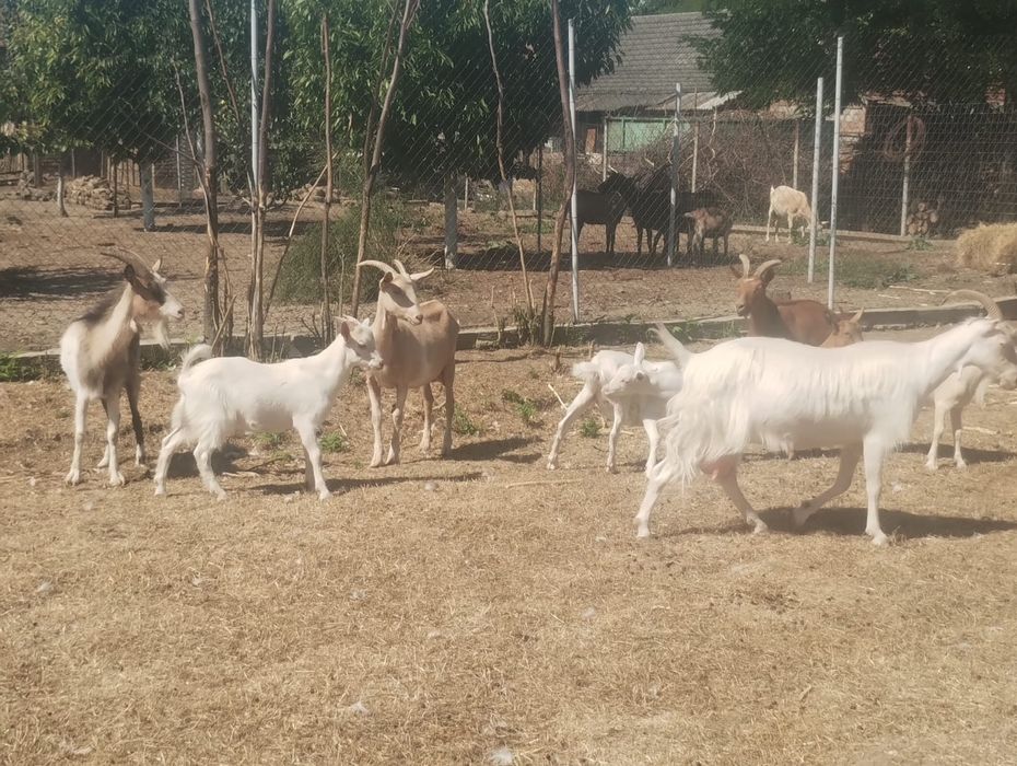 Vând capre și iezi