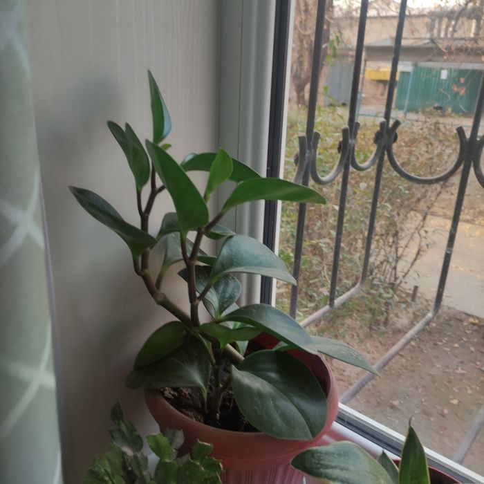 Цветы комнатные продаю