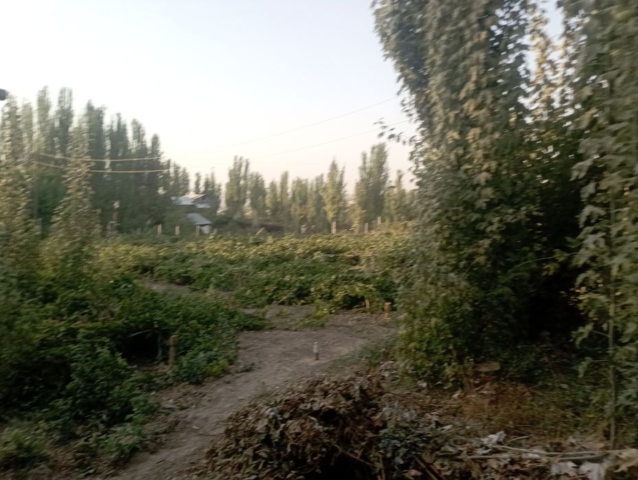 Yer, uchaska sotiladi,gaz,suv,svet,oqava,suv,maktab,bozor hammasi bor