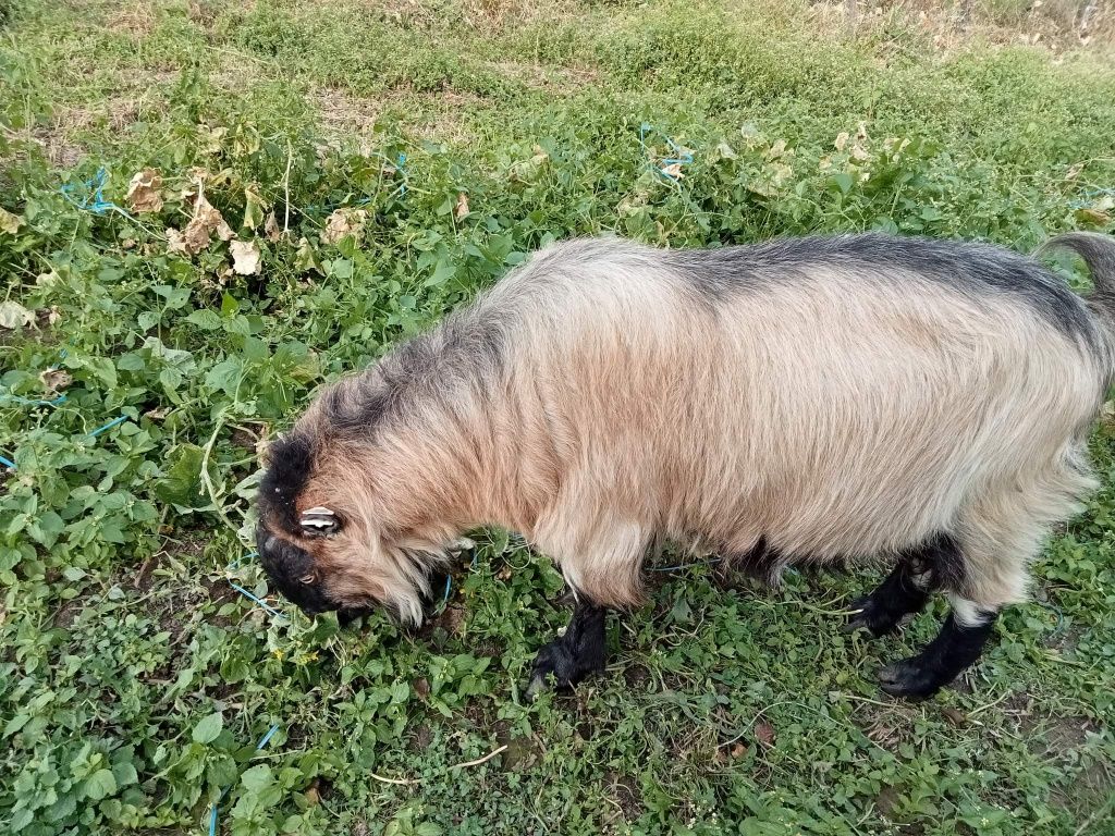 Vând țap urgent vârstă 3 ani !