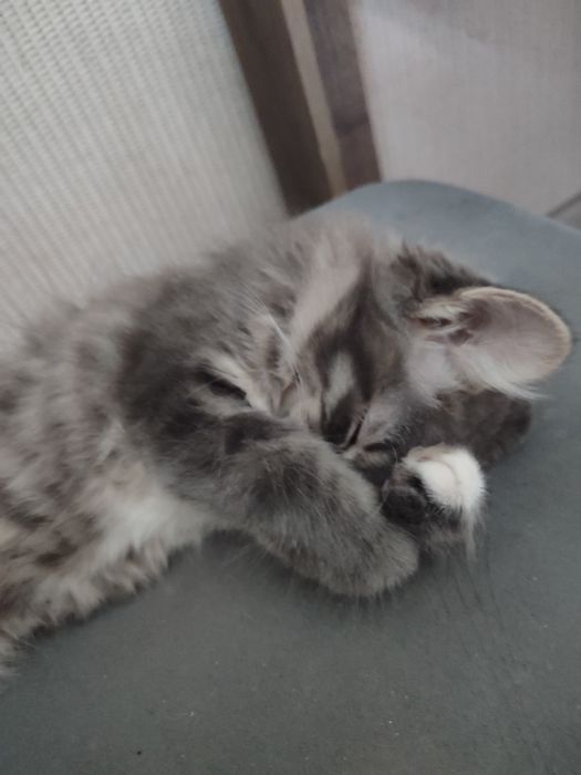 Бобтейл котёнок девочка