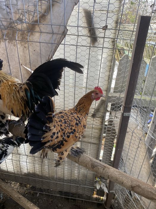 Doua perechi mii de flori