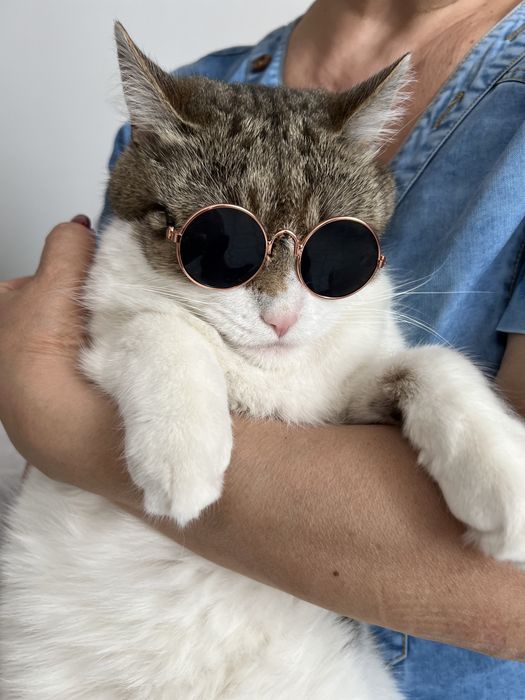 Новые очки для животных