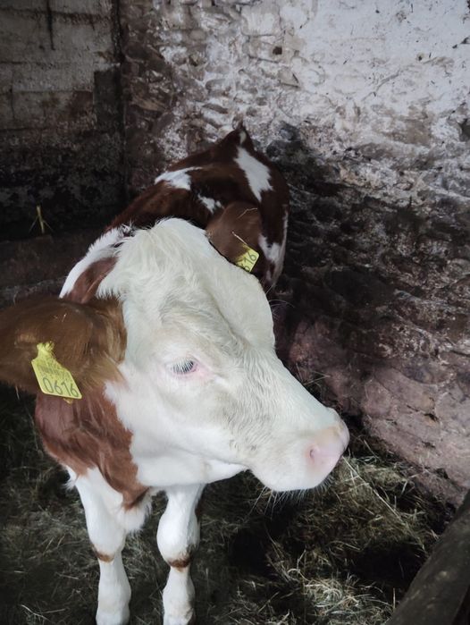Vând vițea, are 4 luni