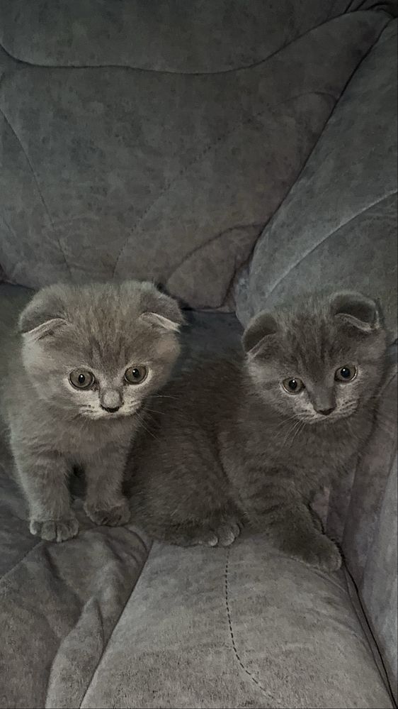 Котёнки от шистрые игрывые очень воспитыные красывые