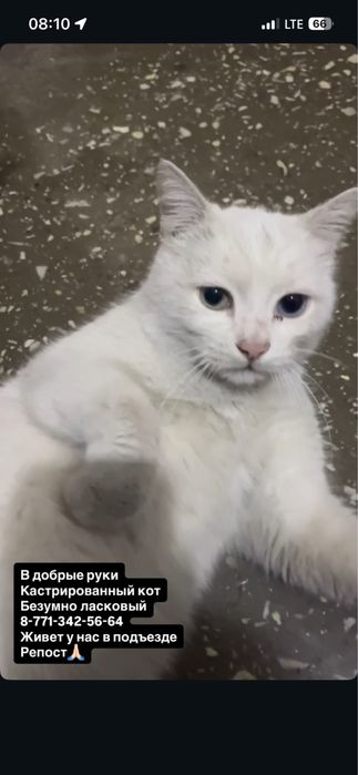 Бесплатно кастрированный, подброшенный кот