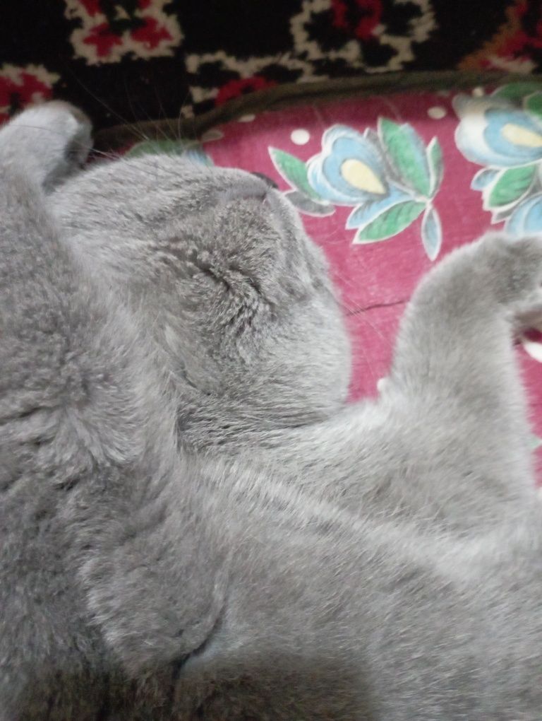 Scotch Fold Mushukcha 4 oylik