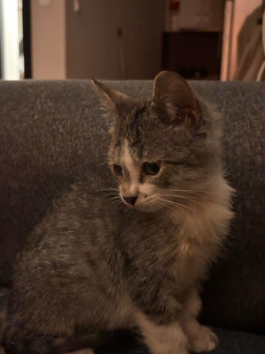 Подарявам малко котенце