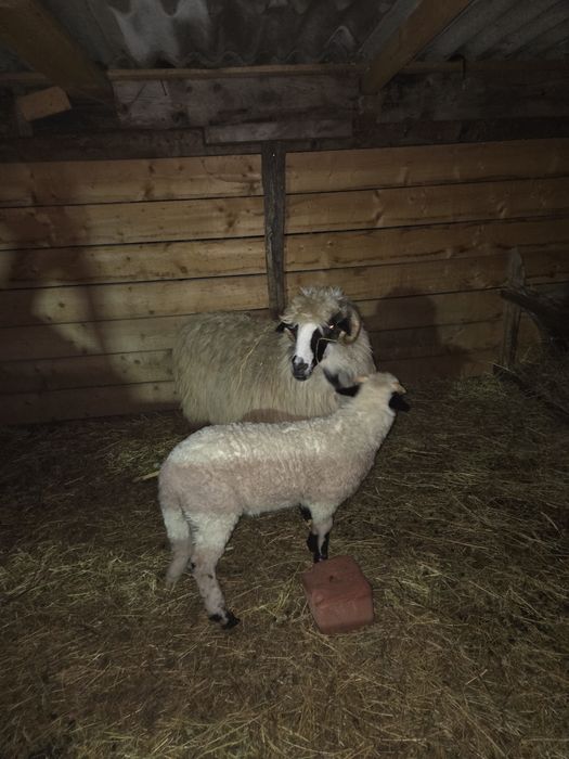 Mieii berbecuți disponibili