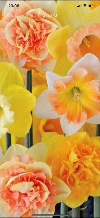 Bulbi dd narcise 100 buc 50 lei