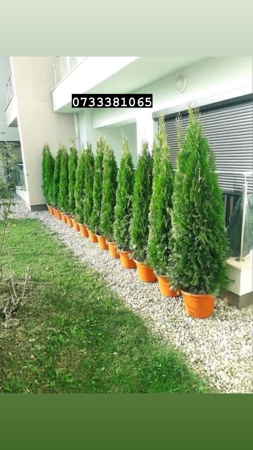 Plante ornamentale tuia smaralgd columna diferite specii