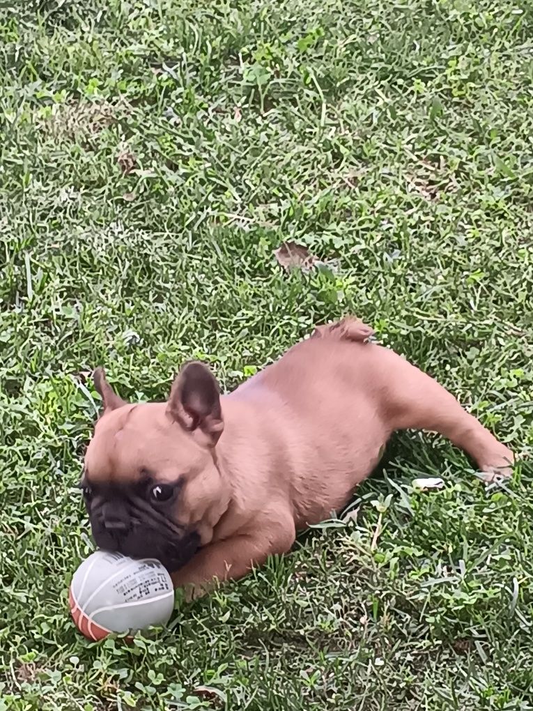 Френски булдог french bulldog