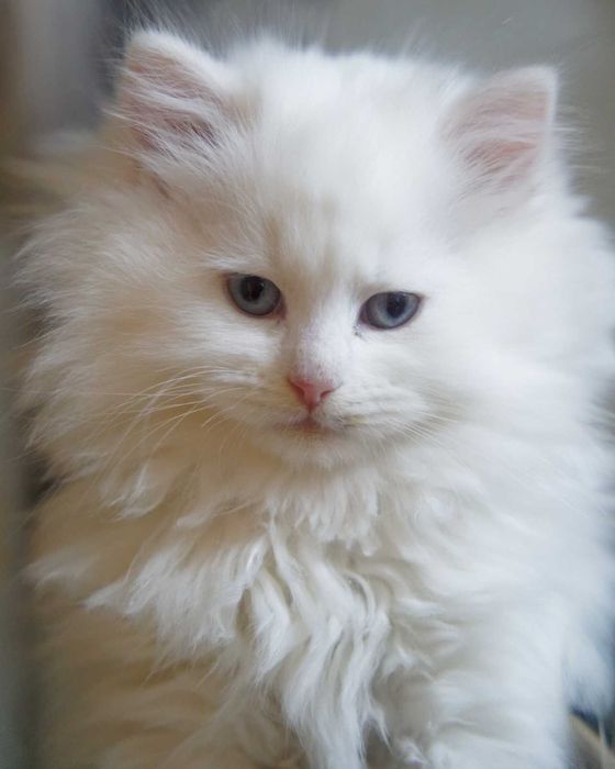 Pui pisica siberiana cu pedigree - Felisa Autorizata