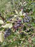 Vând aronia de casă bio