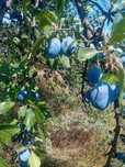 Vand prune pt tuica