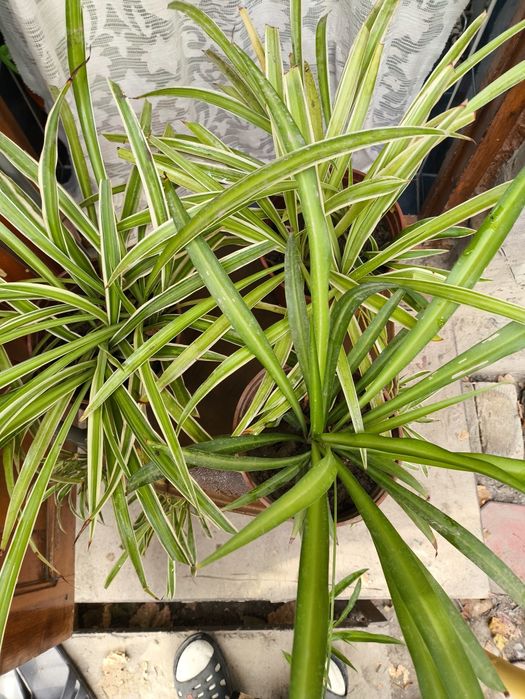 Домашние цветы , очень красивые