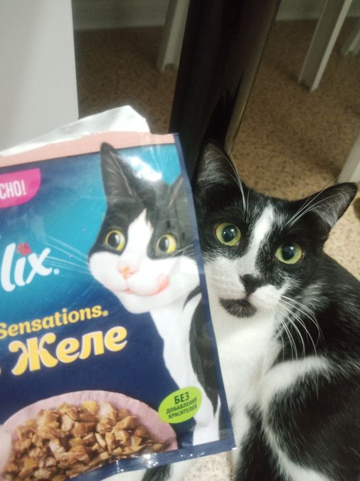 Кот Феликс ищет семью
