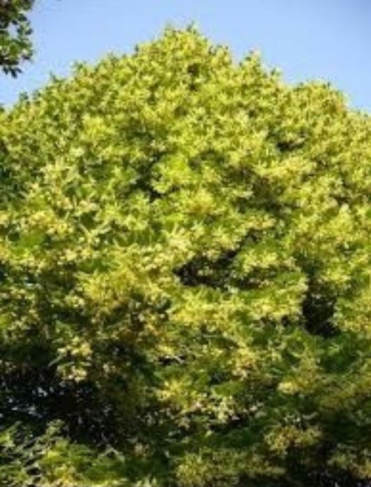 Tei mirositor , argintiu ( Tilia tomentosa)