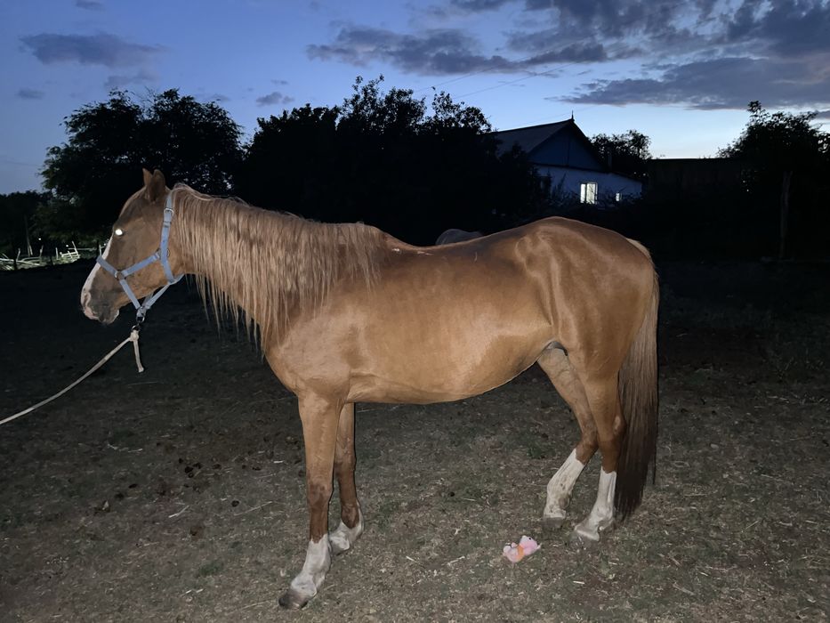 Бие сатылады! Қоңыр ауылында тұр