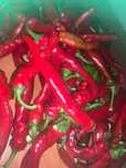 Продам перцы, кабачки