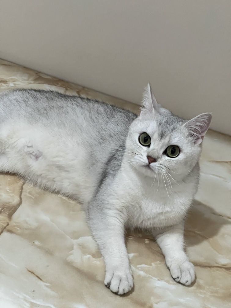 Британская серебристая шиншилла