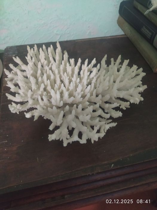 Продам кораллы и ракушки.