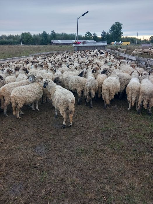 Vând 150 oi tinere