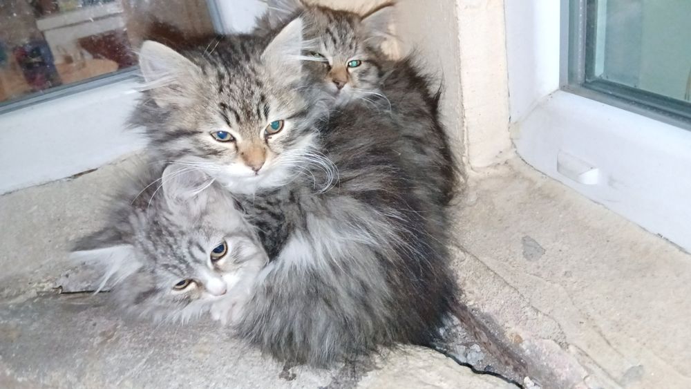 Подарявам котенца