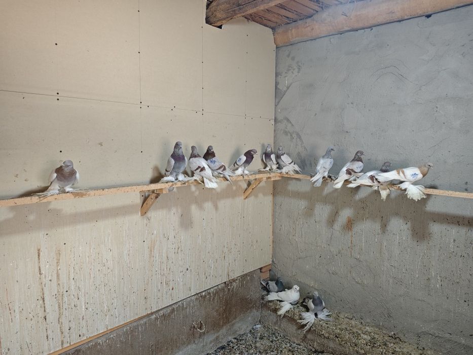 Kaptar kabutar golubi gulubey kaptarlar kaptarla