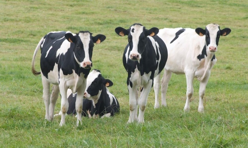 Juninci gestante Holstein